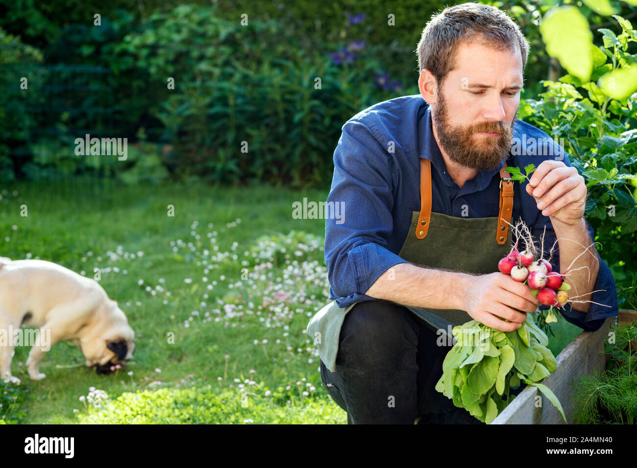 Homme dans le jardin Banque D'Images