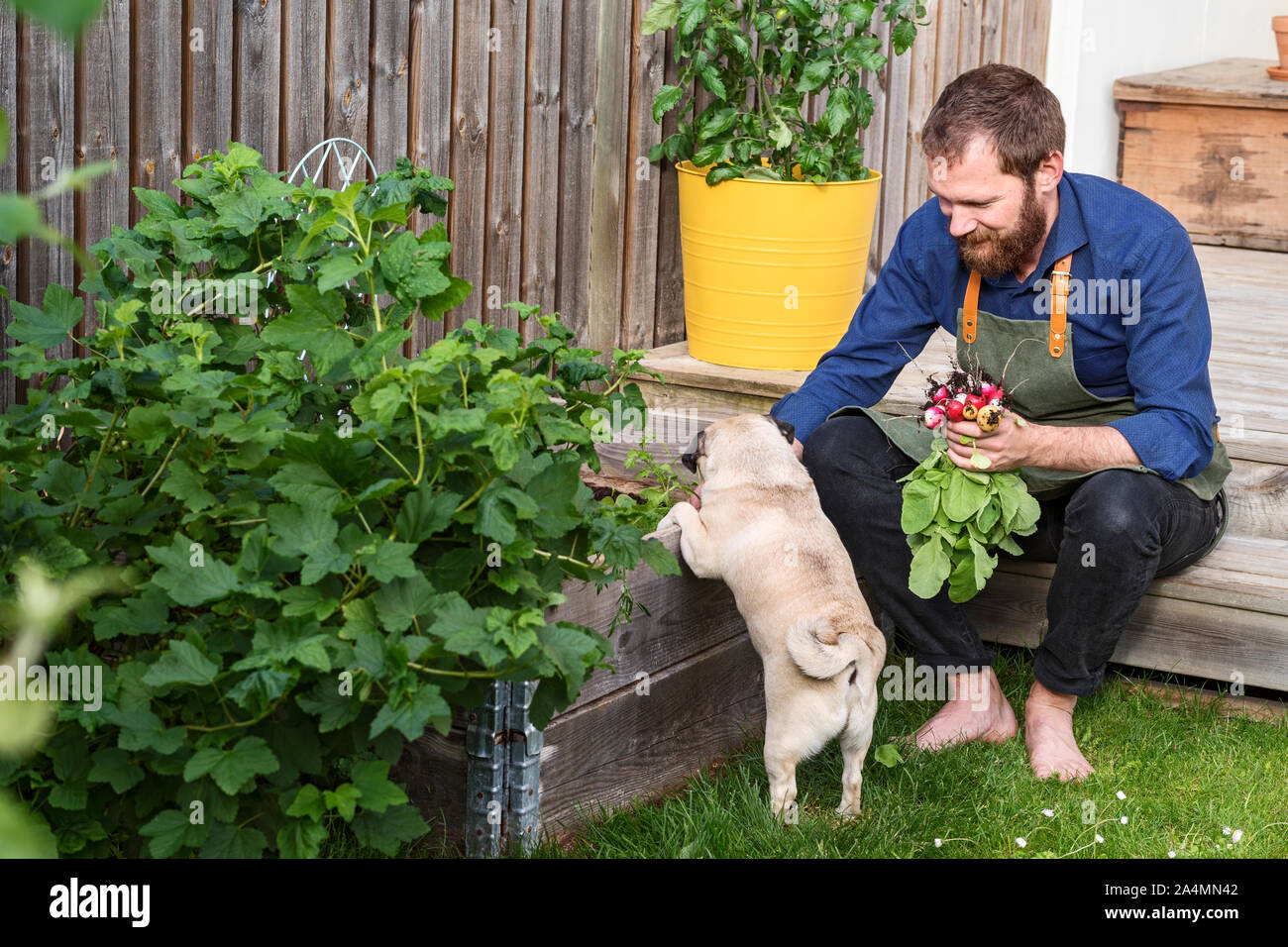 Homme dans le jardin Banque D'Images