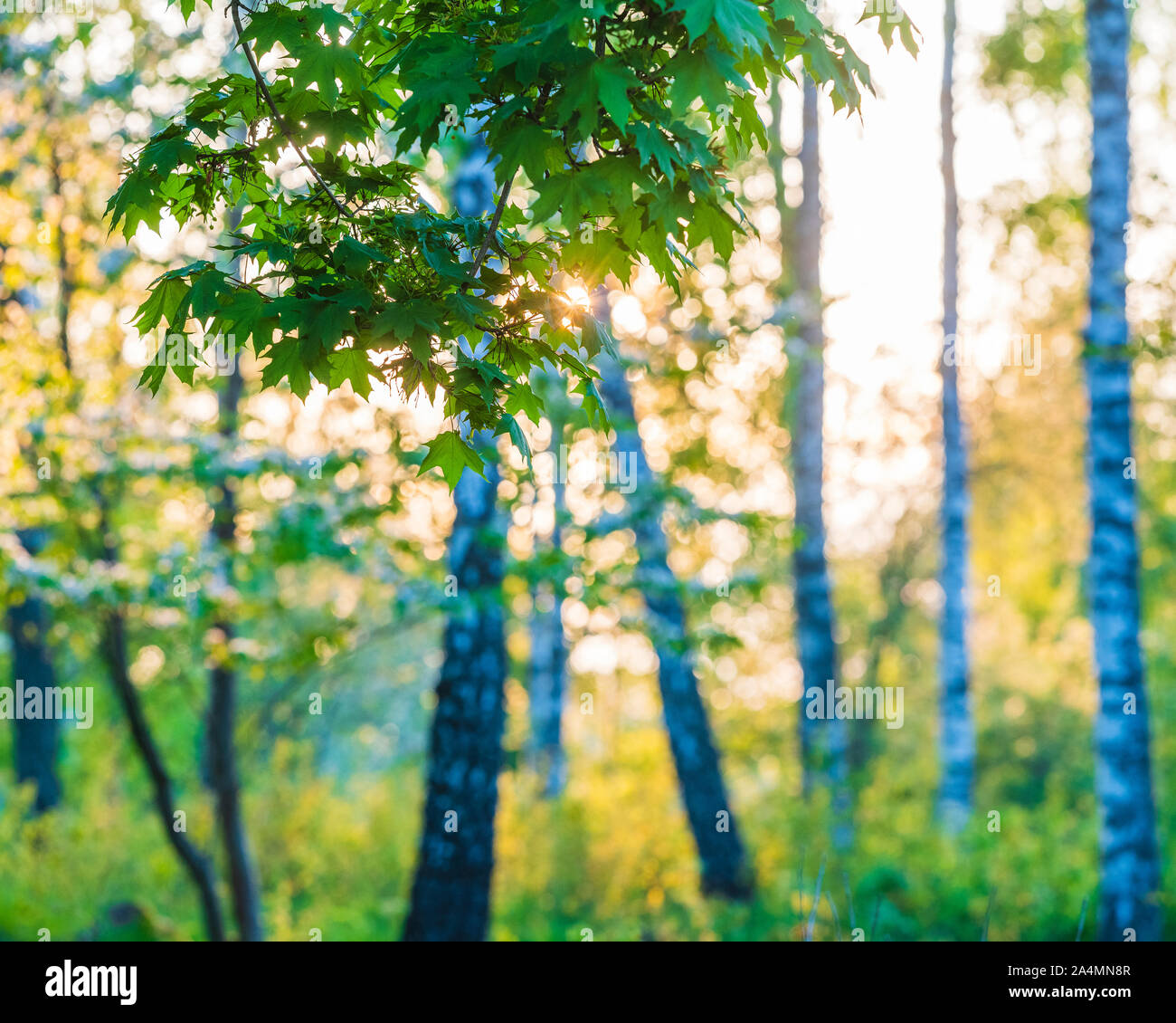 La direction générale de l'érable Banque D'Images