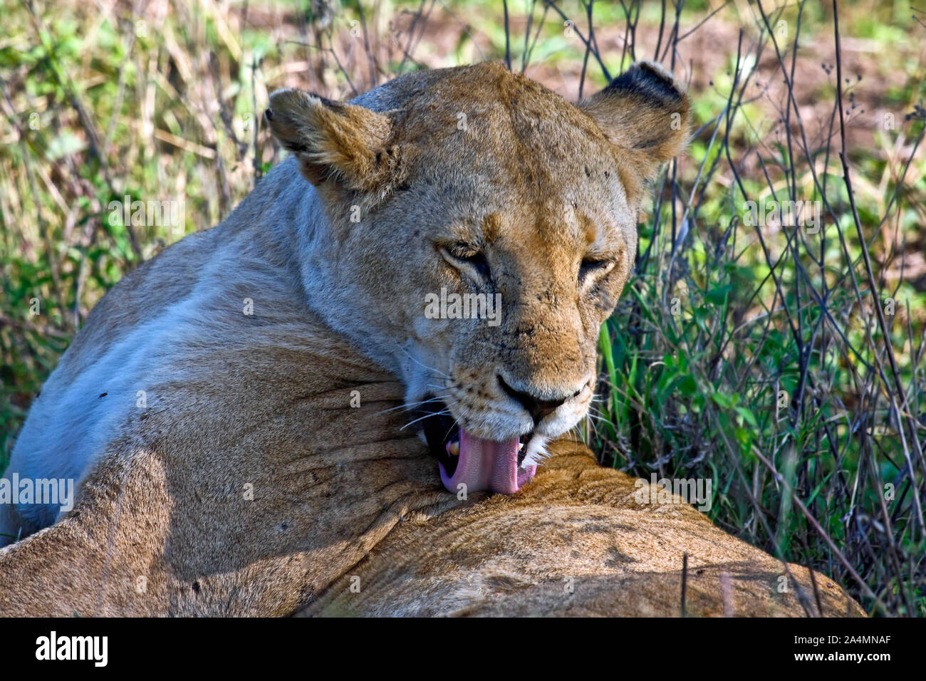 L'African Lion close-up ; toilettage, langue rose ; grand chat ; ; ; mammifère carnivore Panthera leo, la faune, les animaux, le Parc National du Serengeti, Tanzanie ; l'Afrique ; Banque D'Images