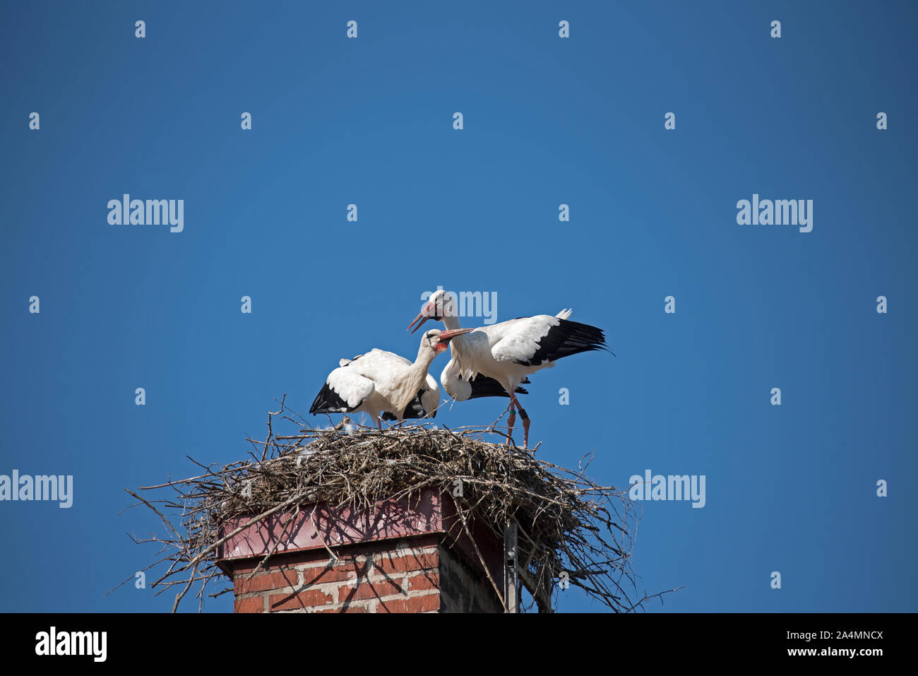 Cigognes sur son nid Banque D'Images
