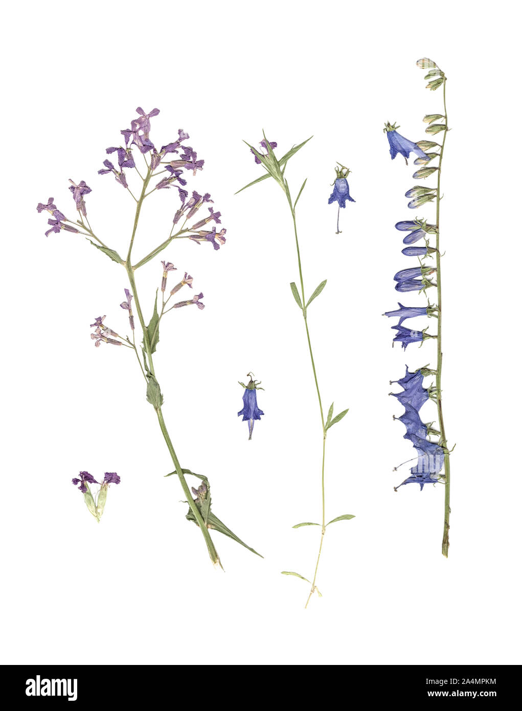 Herbier. Composition de l'herbe séchée et pressée avec fleurs bleues et violettes sur fond blanc. Banque D'Images