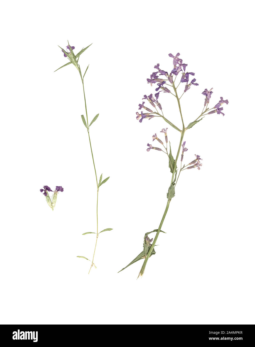 Herbier. Composition de l'herbe séchée et pressée avec fleurs bleues et violettes sur fond blanc. Banque D'Images
