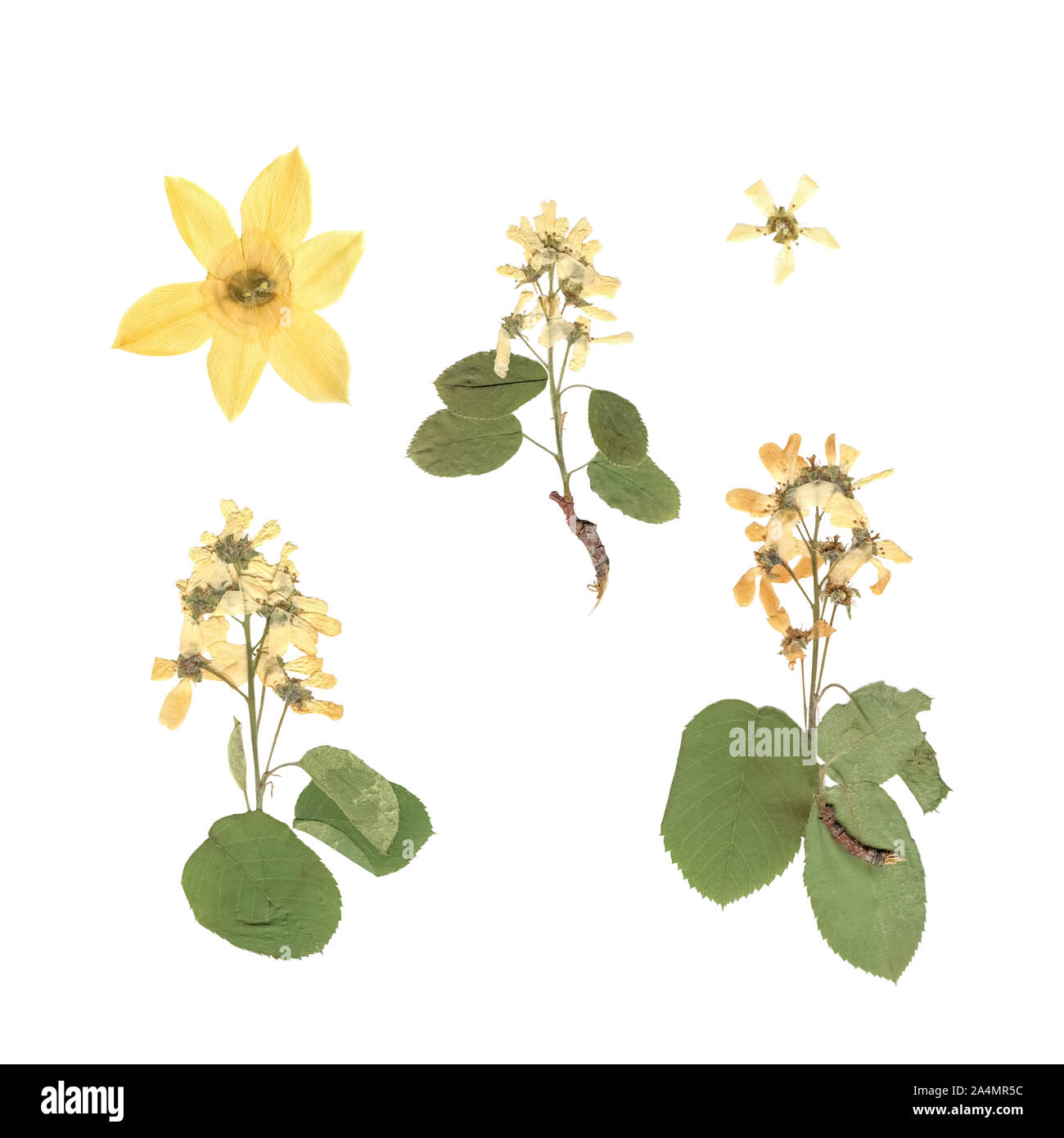 Herbier. Composition de plantes séchées et pressées avec des fleurs blanches et jaunes sur fond blanc. Banque D'Images