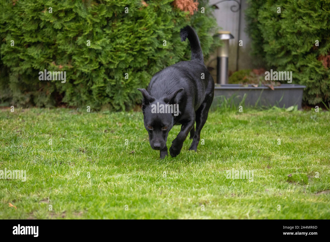 Petit Noir Photos Petit Noir Images Alamy