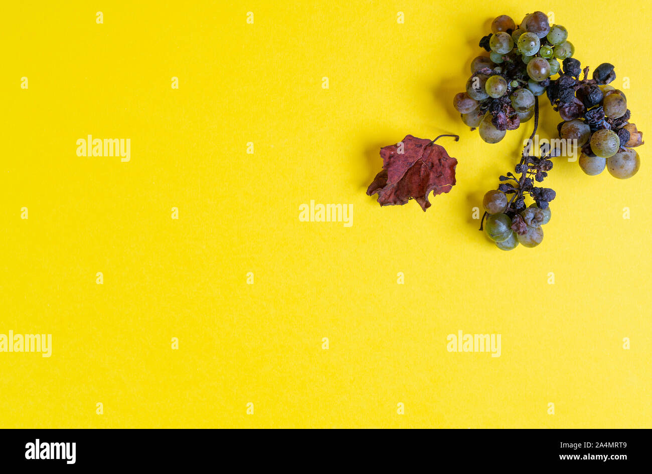 Une brindille avec un tas de raisins pourris à l'automne sur une surface blanche Banque D'Images