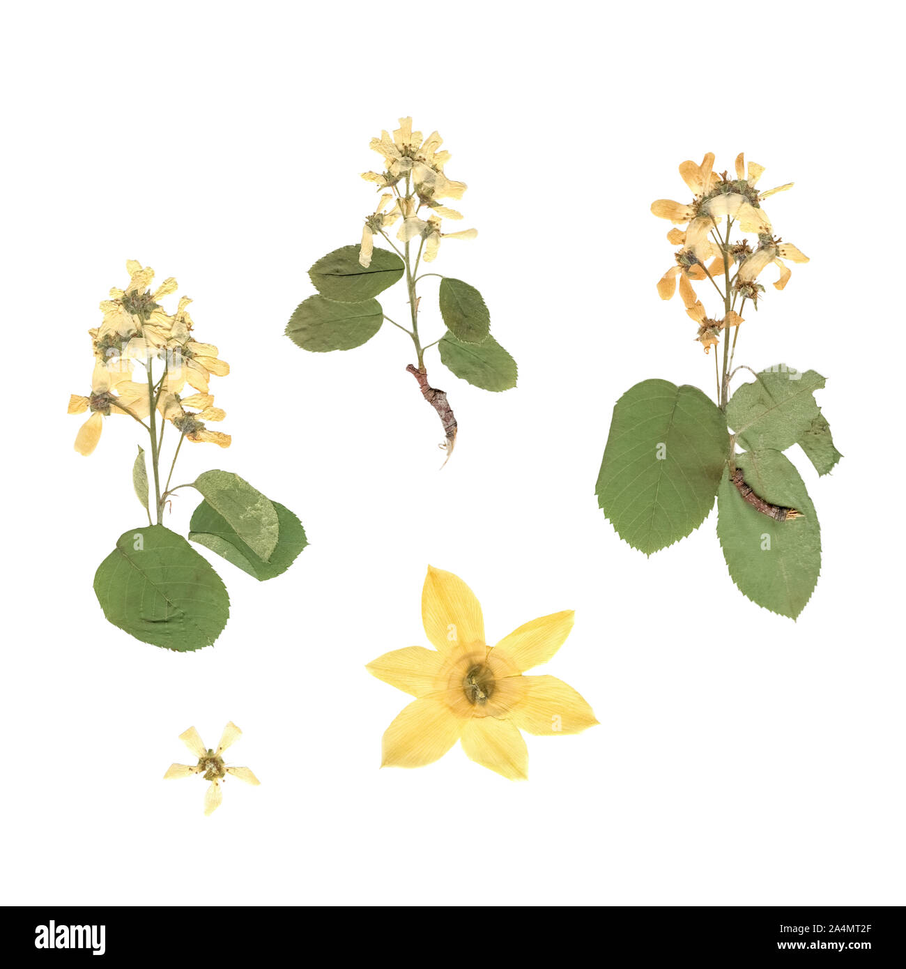Herbier. Composition de plantes séchées et pressées avec des fleurs blanches et jaunes sur fond blanc. Banque D'Images