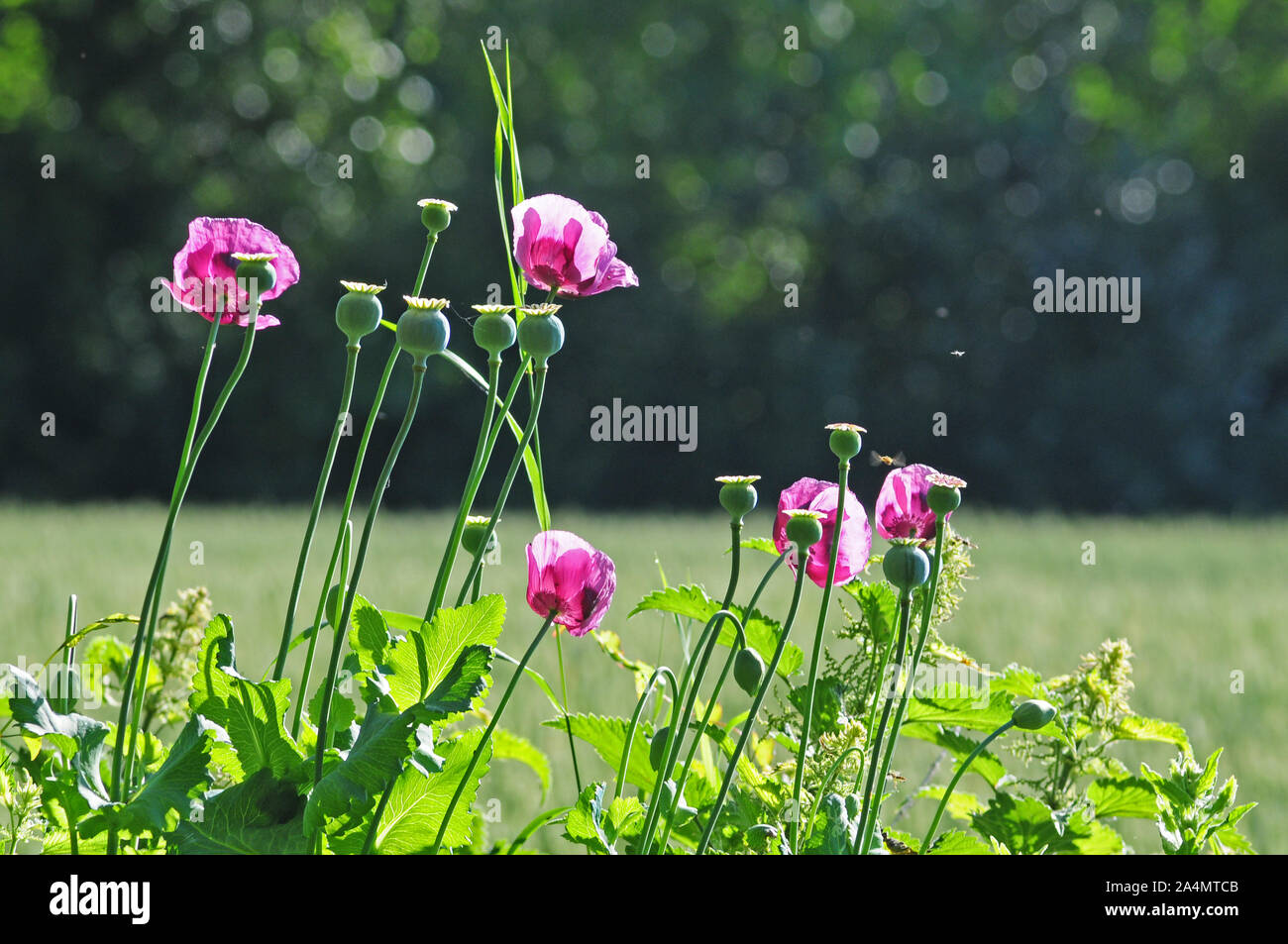 Le pavot. Papaver somniferum. Contre la lumière. Banque D'Images