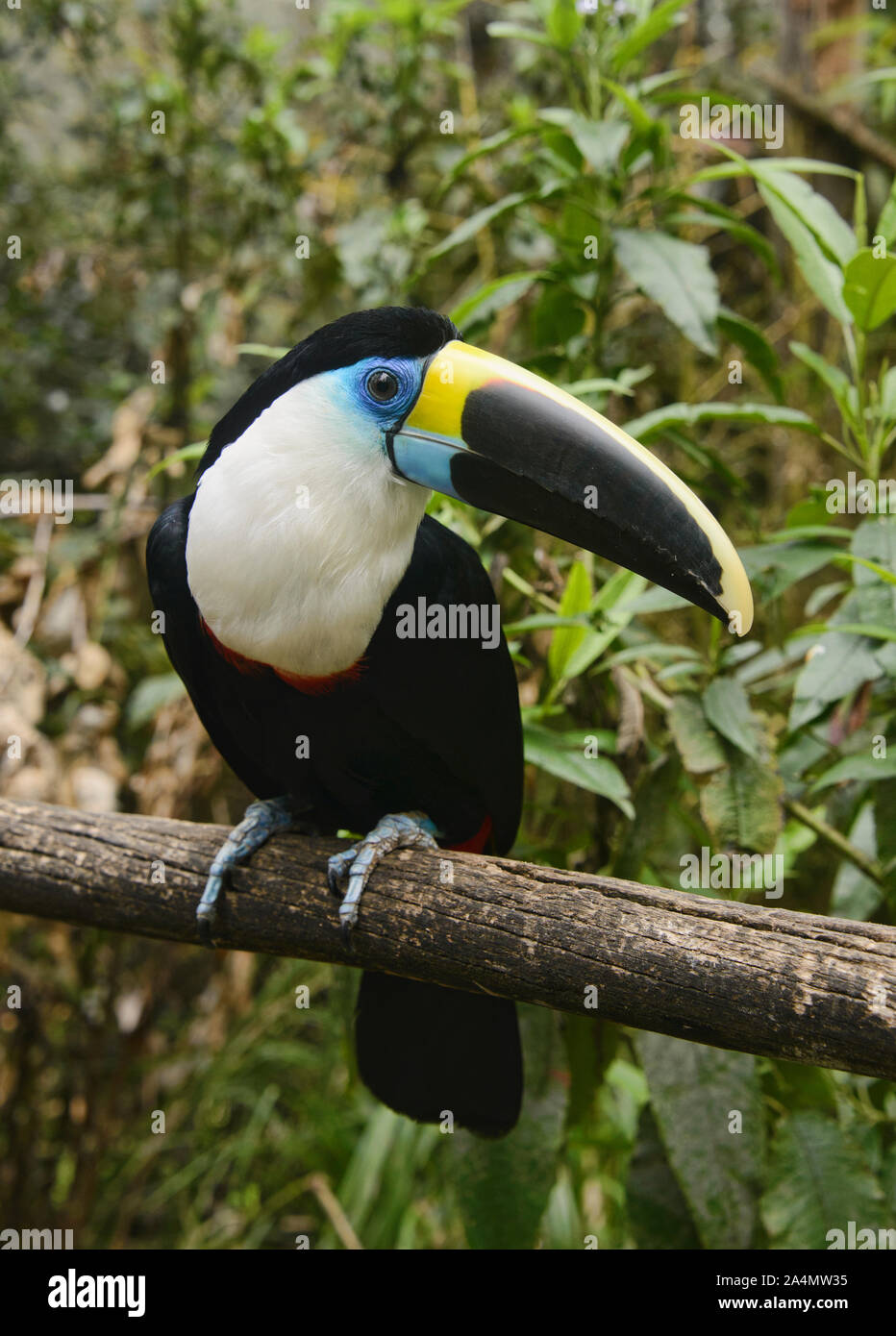 White-throated toucan (Ramphastos tucanus), l'Équateur Banque D'Images