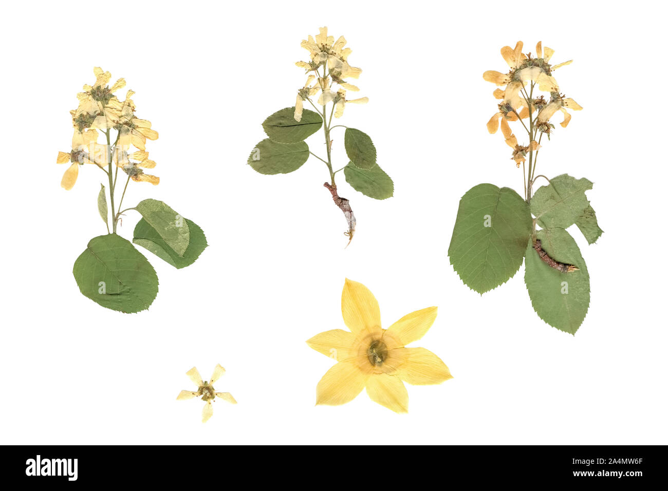 Herbier. Composition de plantes séchées et pressées avec des fleurs blanches et jaunes sur fond blanc. Banque D'Images