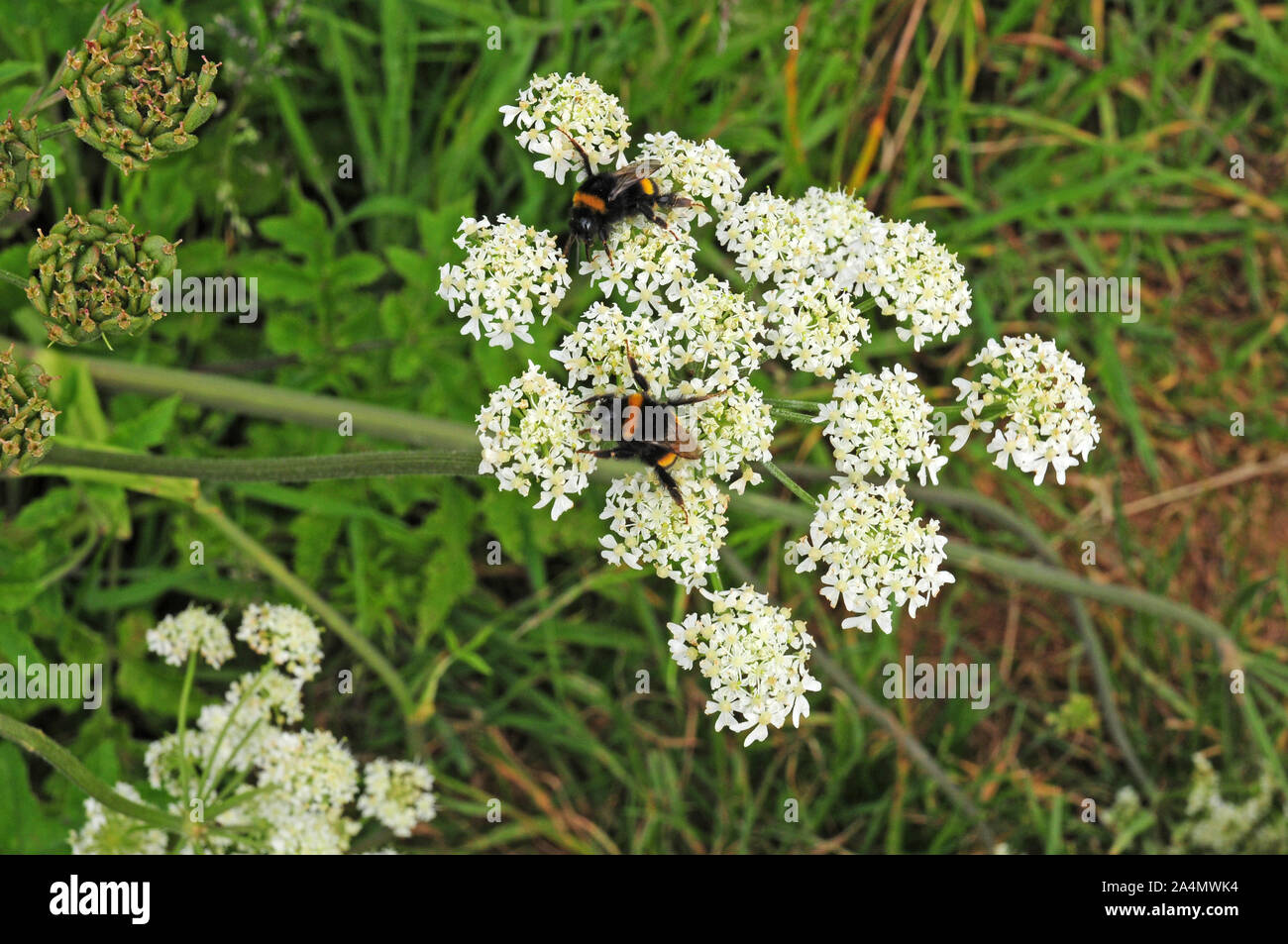 Abeilles sur Bumbles fleurs Berce du Caucase Banque D'Images