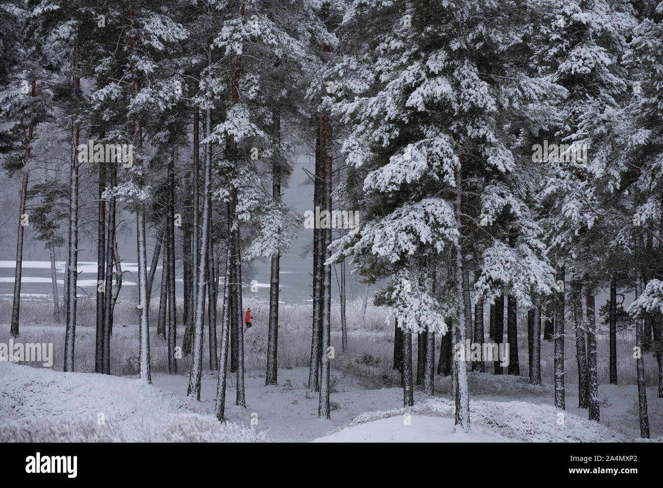 Forêt à l'hiver Banque D'Images