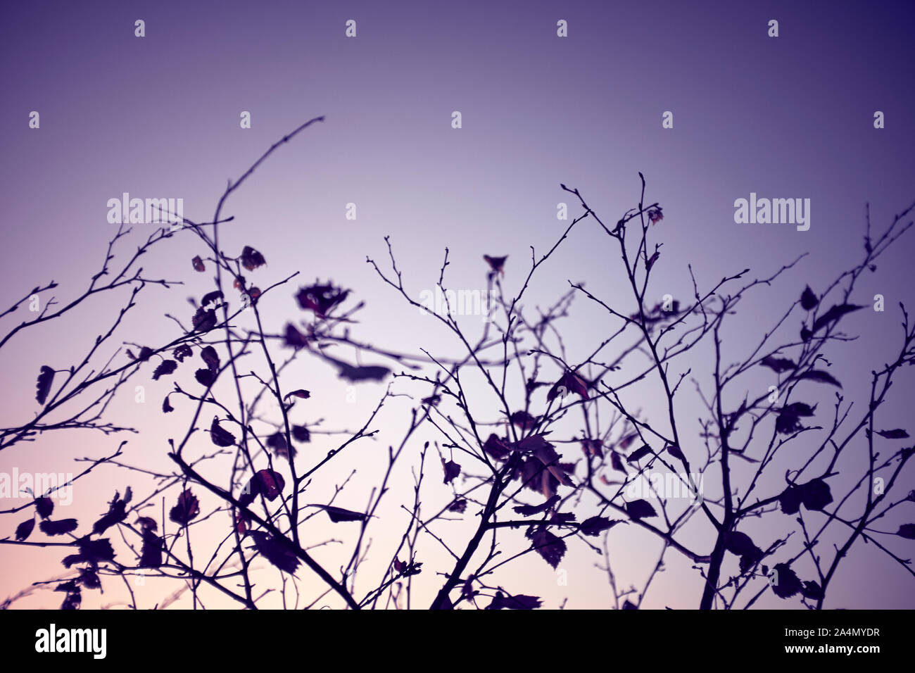 Les brindilles contre ciel du soir Banque D'Images