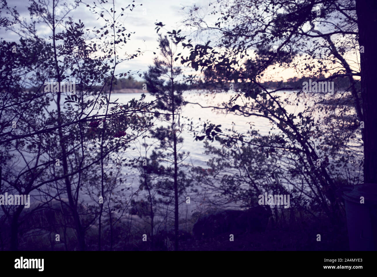 Silhouettes d'arbres au lac Banque D'Images