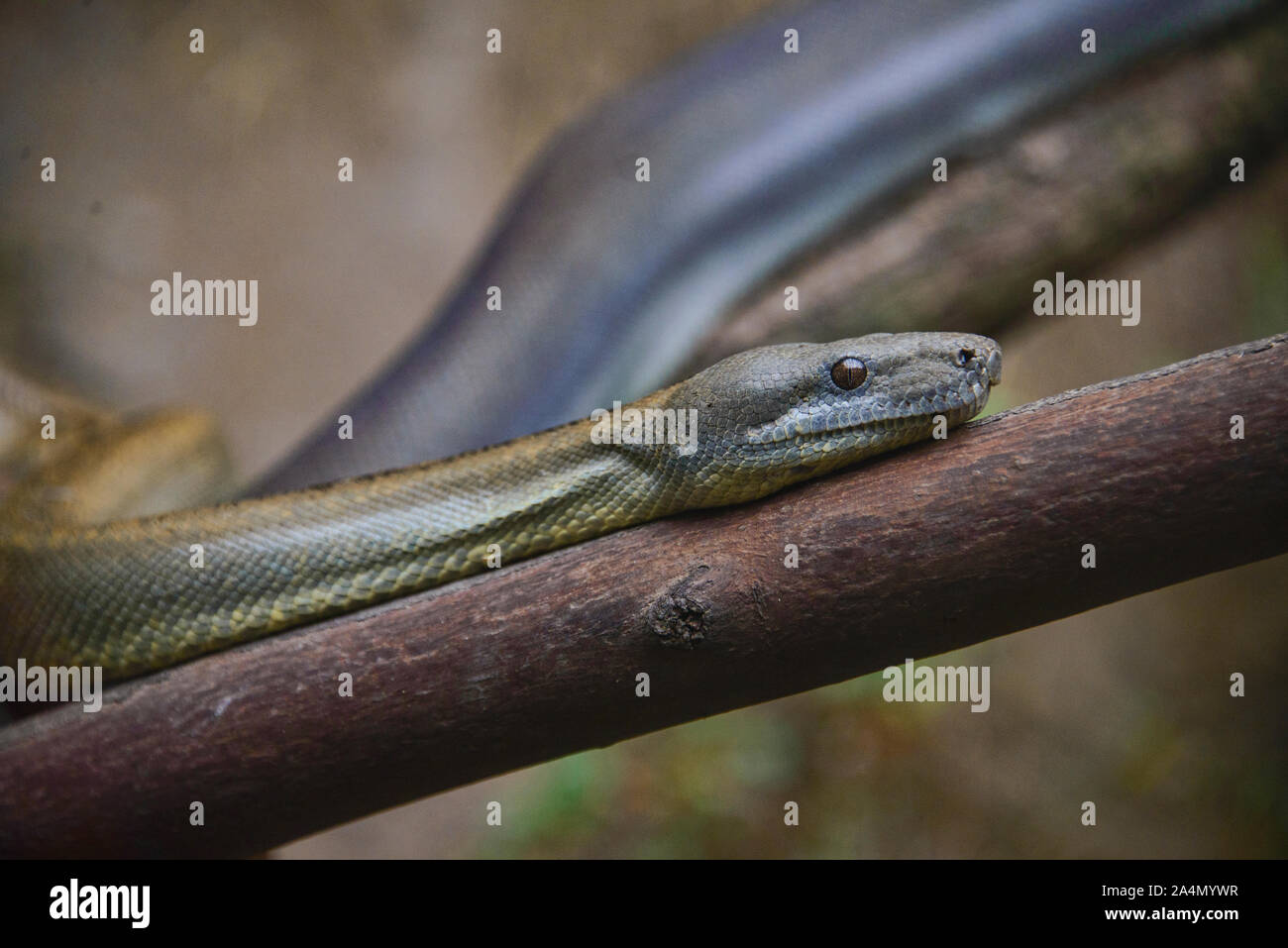 Lojan ortonii boa constrictor (Boa), l'Équateur Banque D'Images