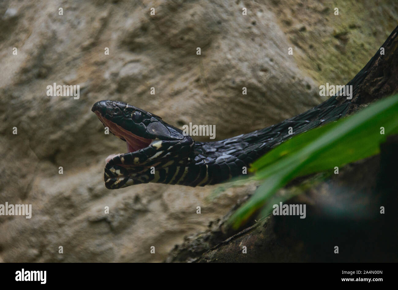 Equateur (SIPO) hironius grandisquamis, Amazonas, Equateur Banque D'Images