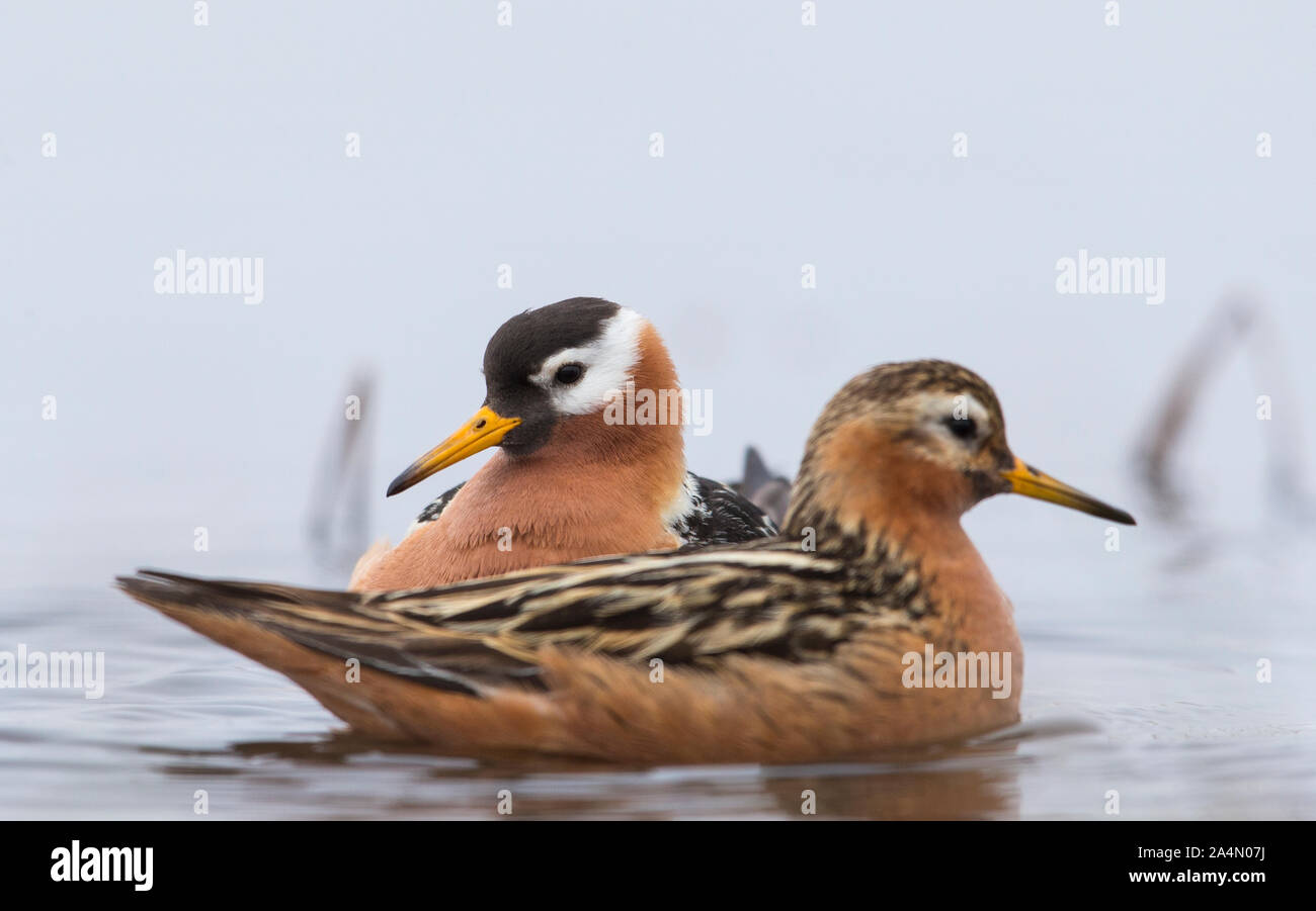 Les oiseaux de mer sur l'eau Banque D'Images