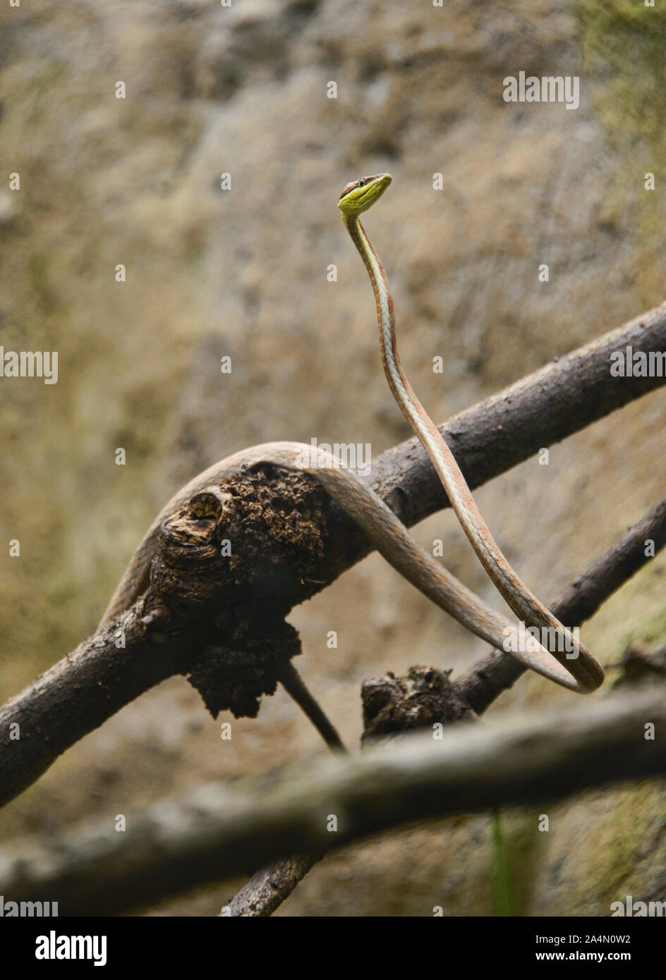 La serpent de vigne (oxybelis brevirostris), l'Équateur Banque D'Images