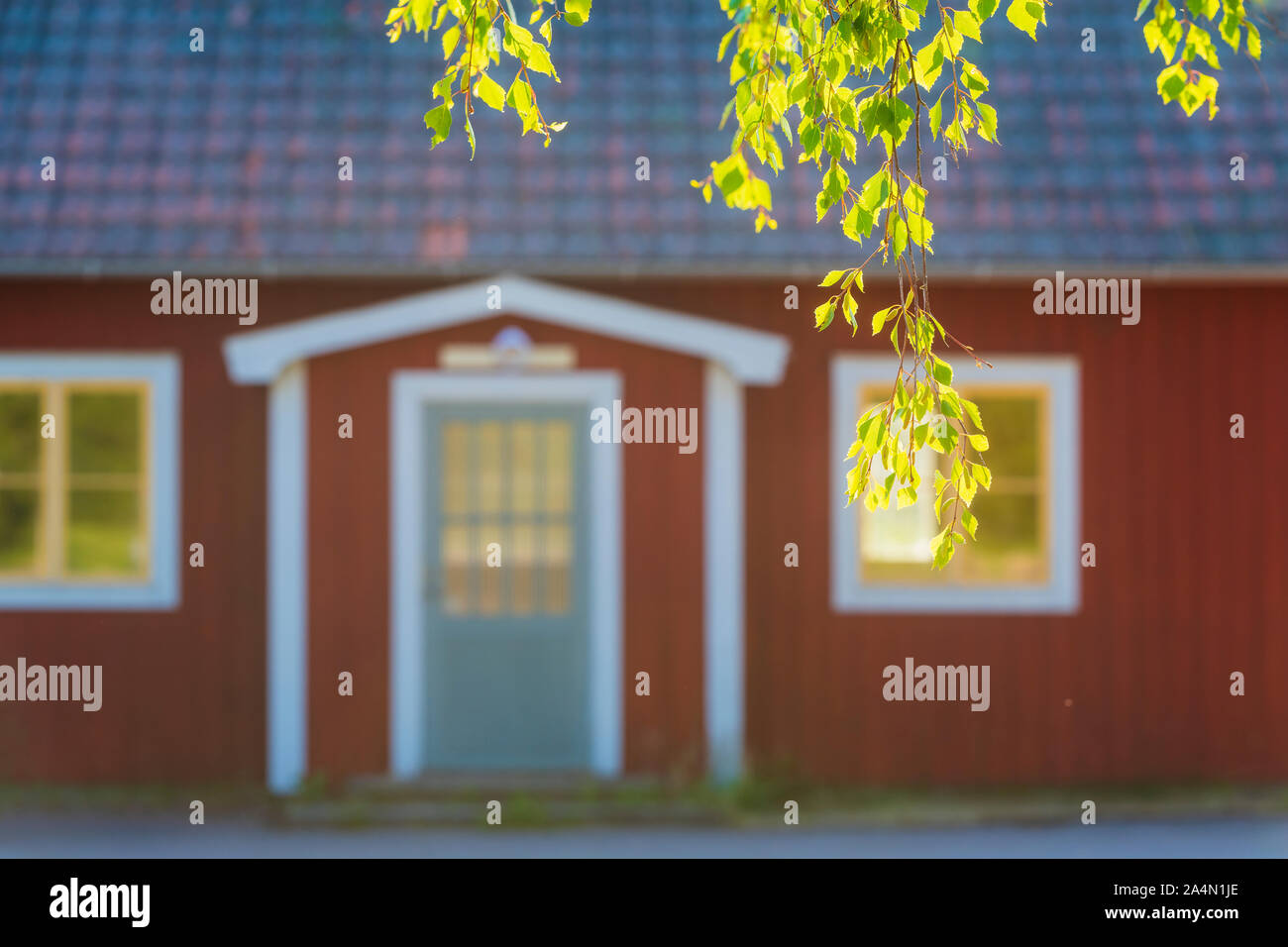 Branche d'arbre, sur fond de bois Banque D'Images