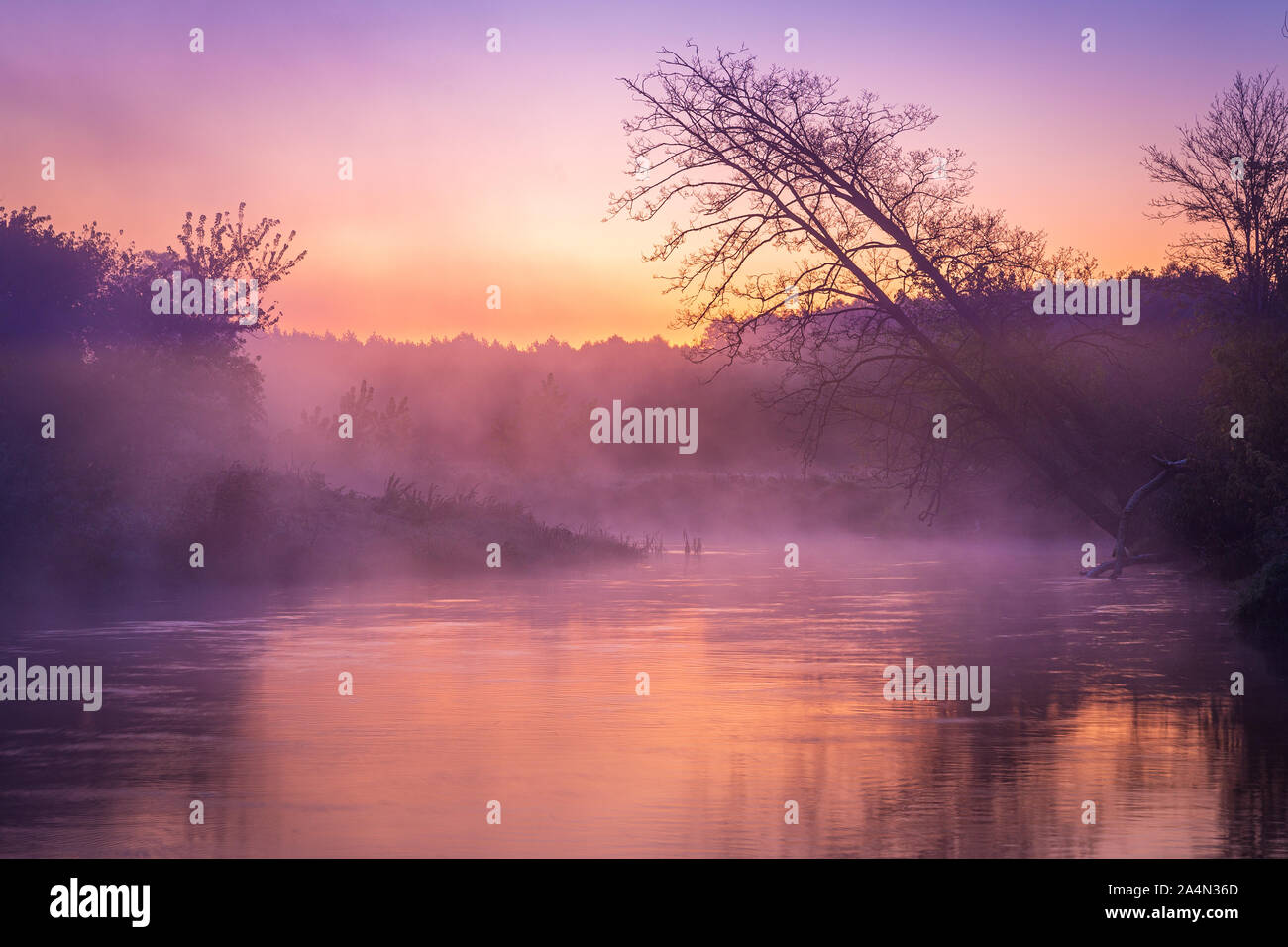 Les arbres inclinés sur la rivière dans le brouillard pendant le lever du soleil. Méandres de la rivière, arbres et arbustes en rose et jaune lumière de lever du soleil. Banque D'Images