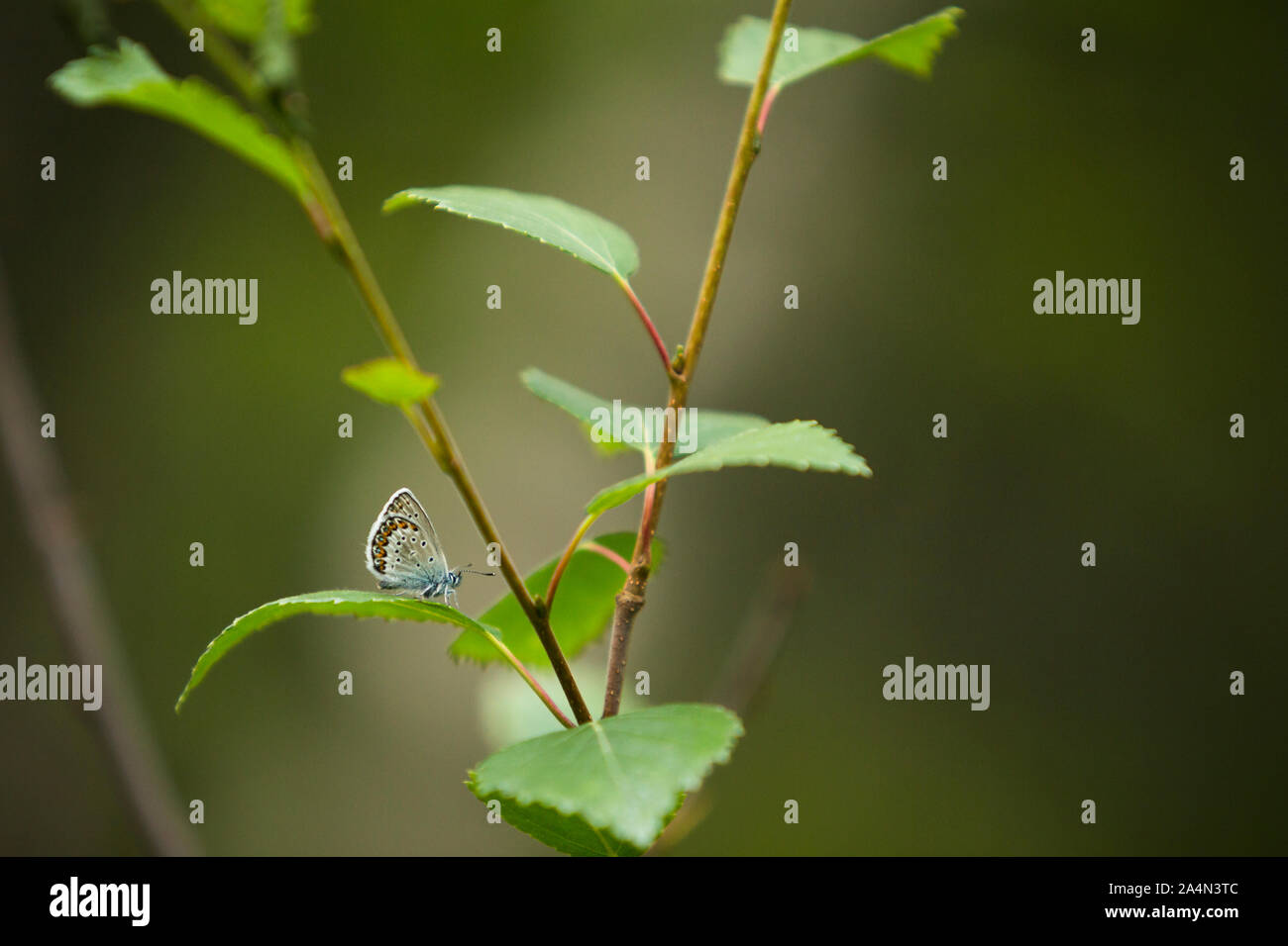 Butterfly on leaf Banque D'Images