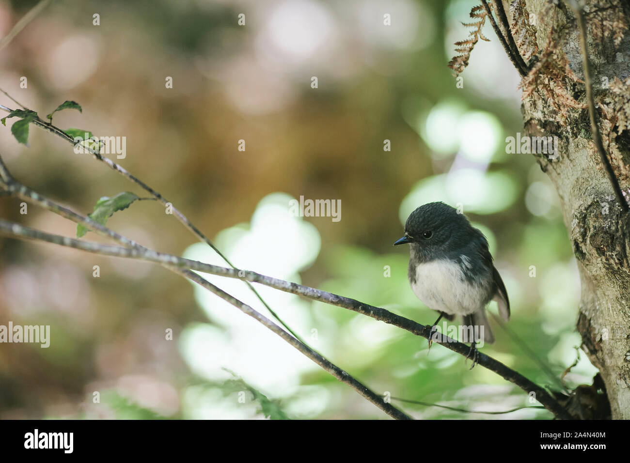Bird perching on twig Banque D'Images