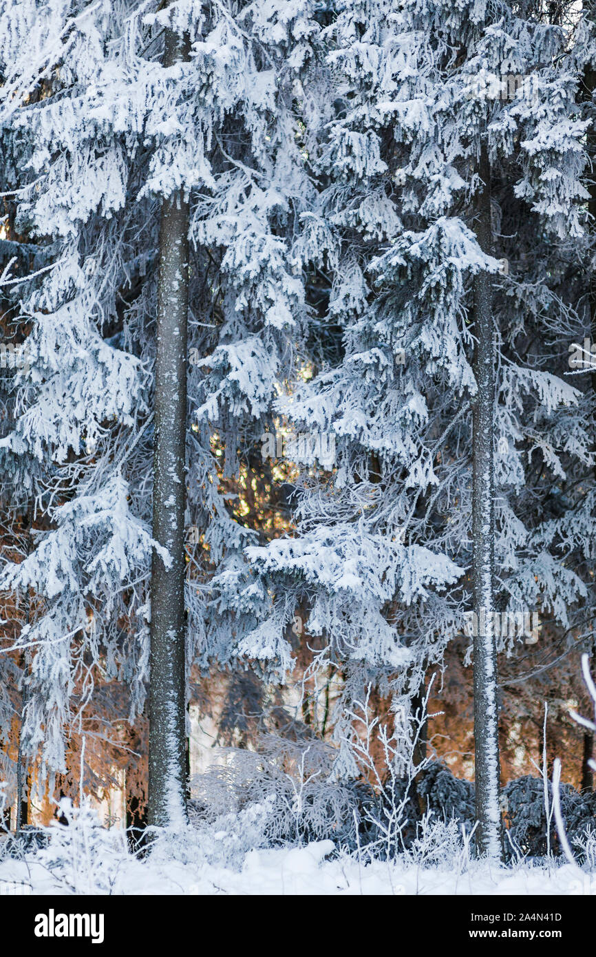 Forêt d’hiver Banque D'Images