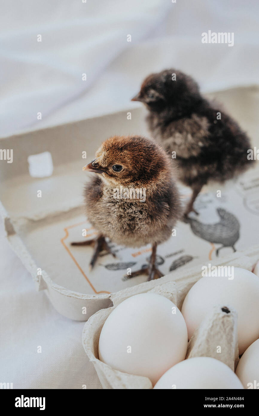 Petits poussins Banque D'Images