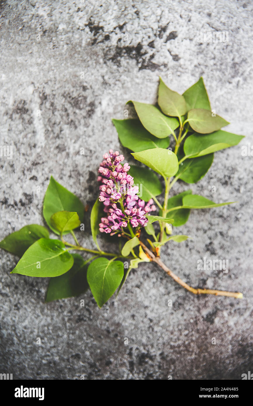 Le lilas sur fond gris Banque D'Images