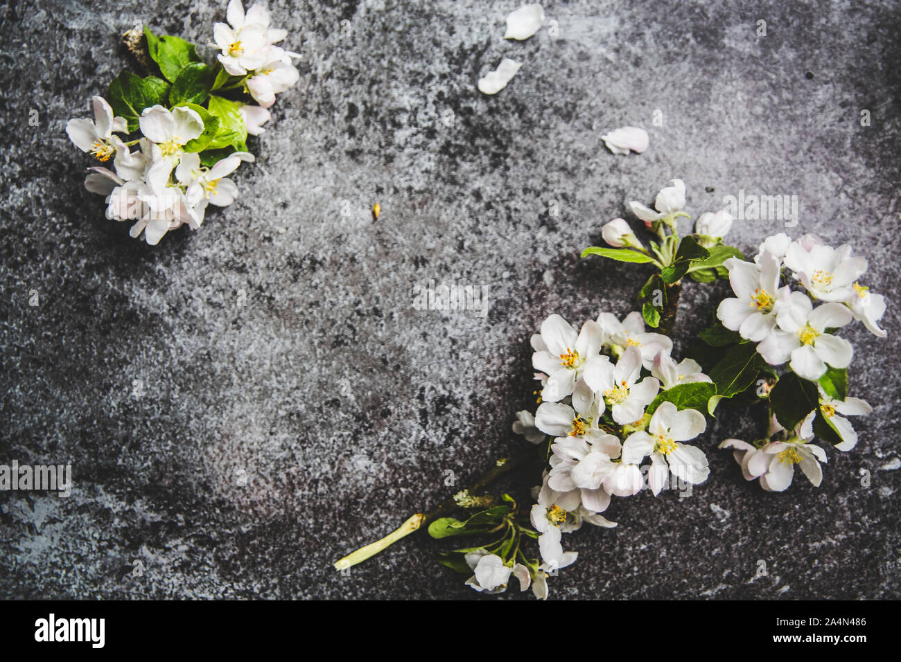 Fleurs blanches sur fond gris Banque D'Images