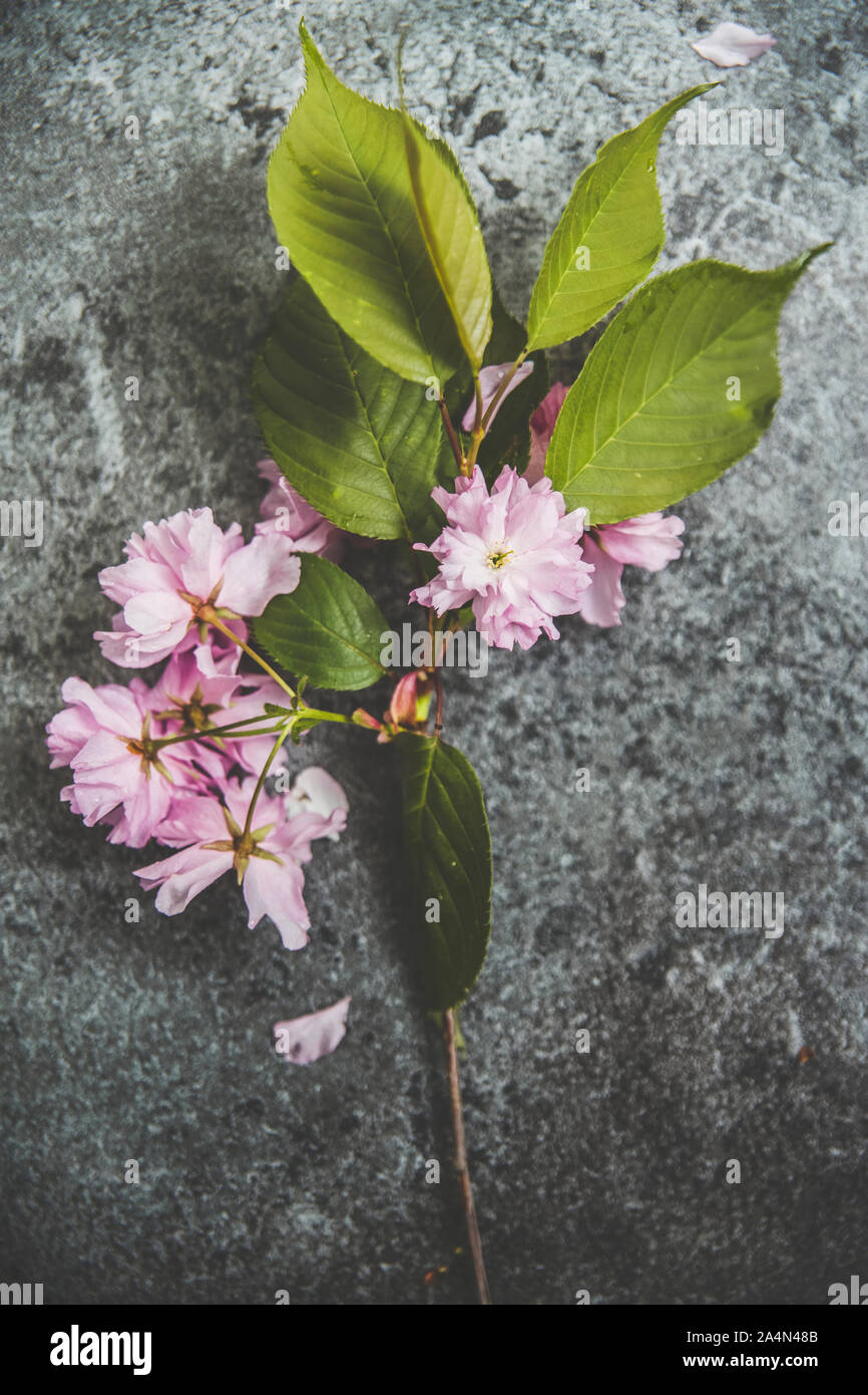 Fleurs rose sur fond gris Banque D'Images