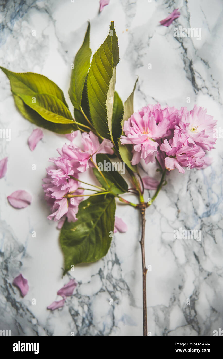 Fleurs rose sur fond gris Banque D'Images