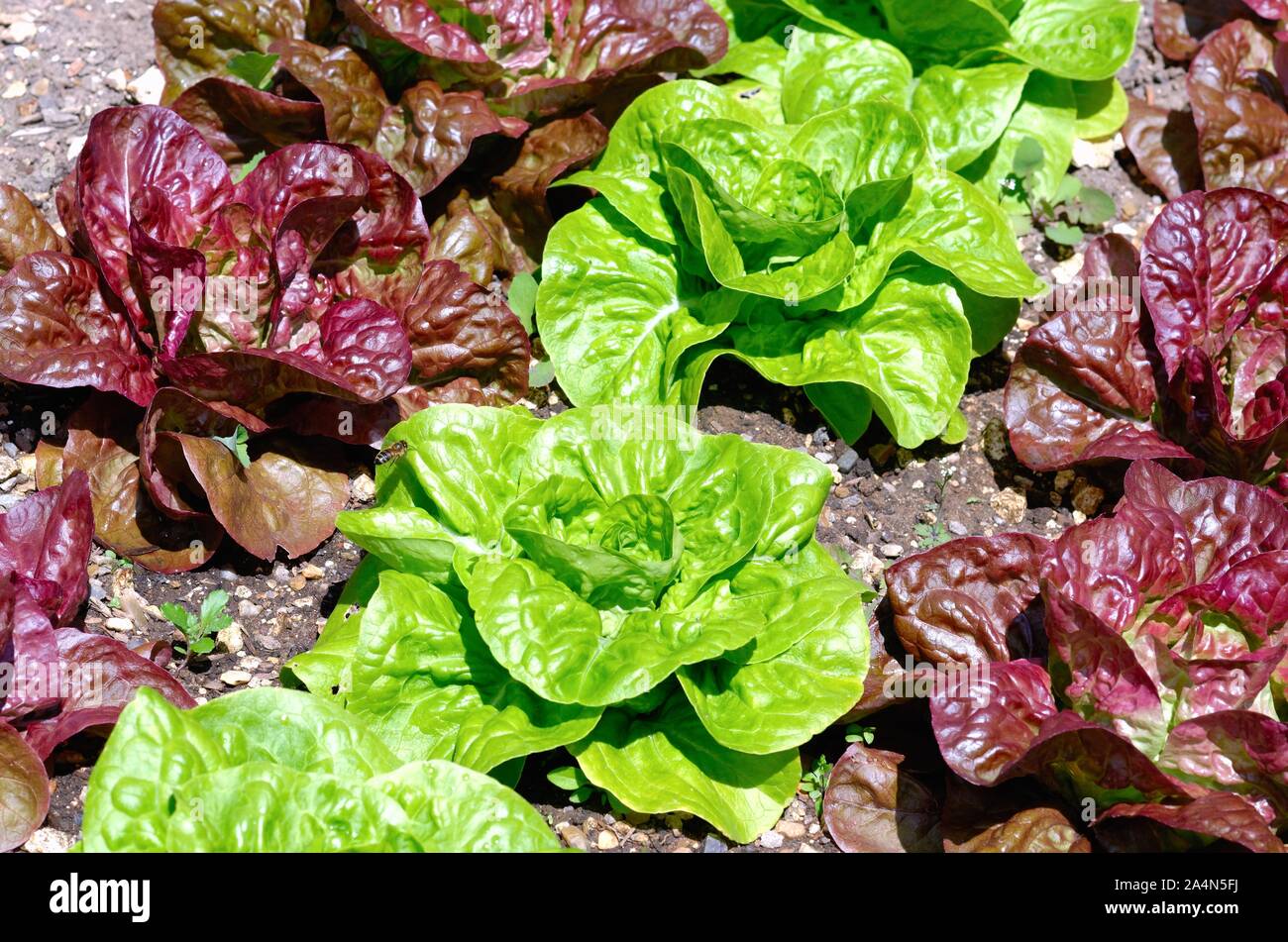 Rangées de laitue rouge et vert qui se développe dans un lit de légumes du jardin Banque D'Images
