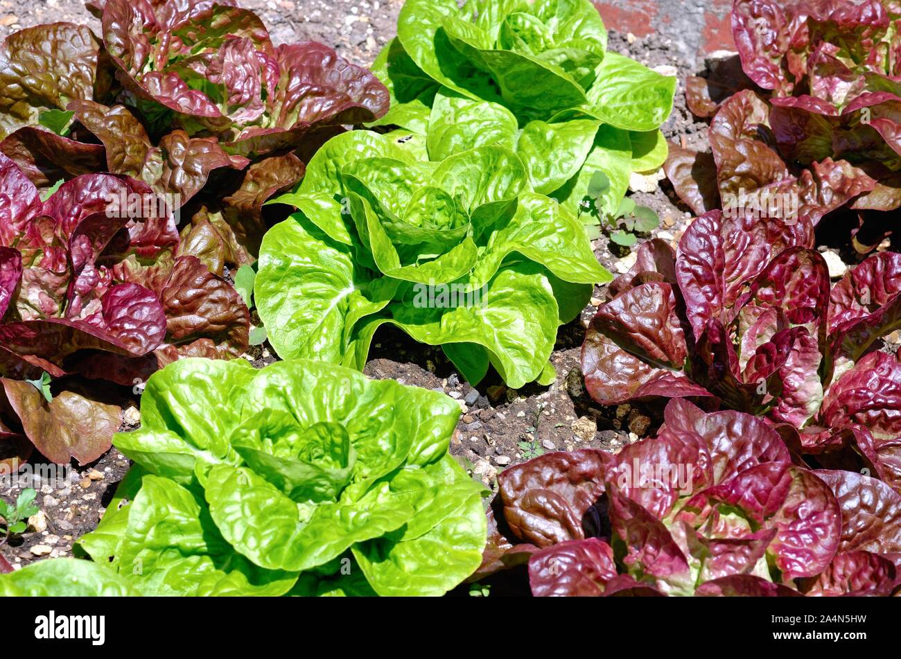 Rangées de laitue rouge et vert qui se développe dans un lit de légumes du jardin Banque D'Images