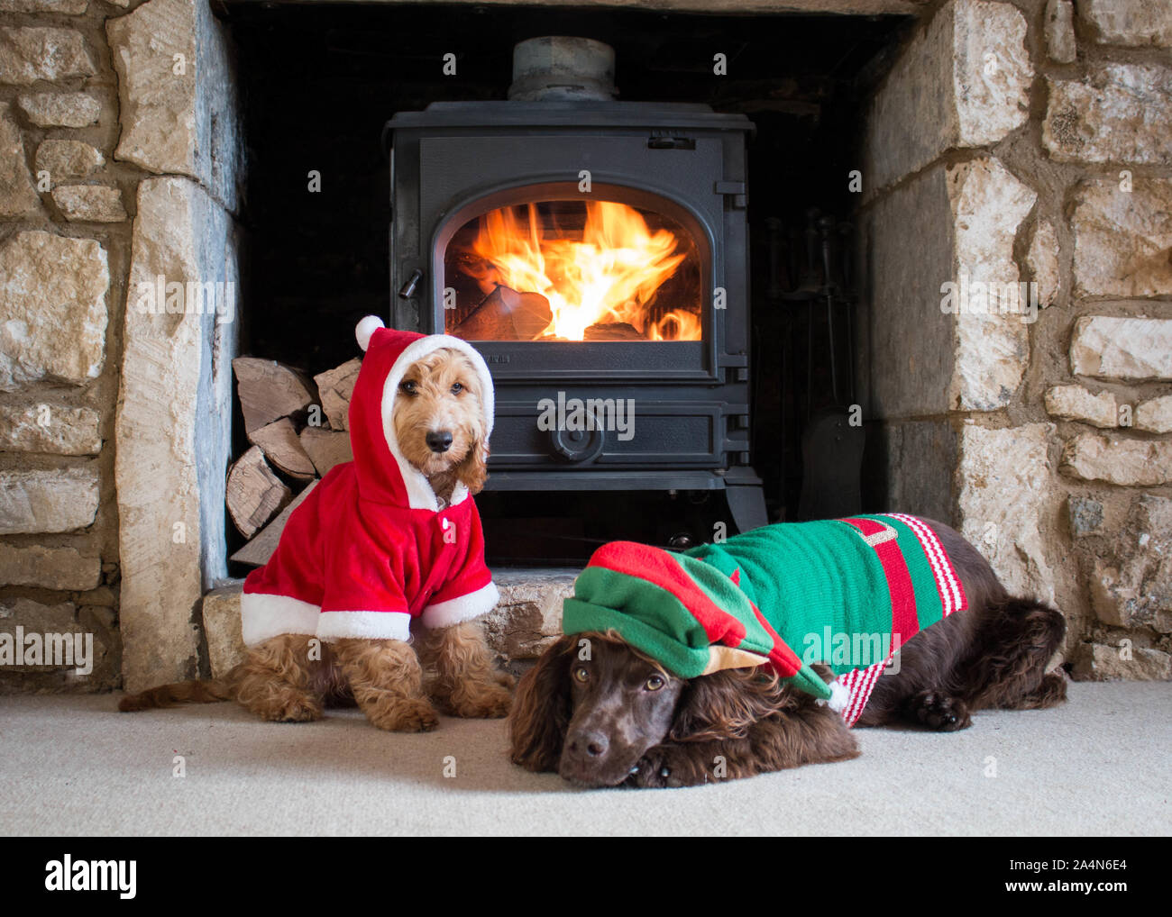 Les chiens de fête en face de l'incendie Banque D'Images