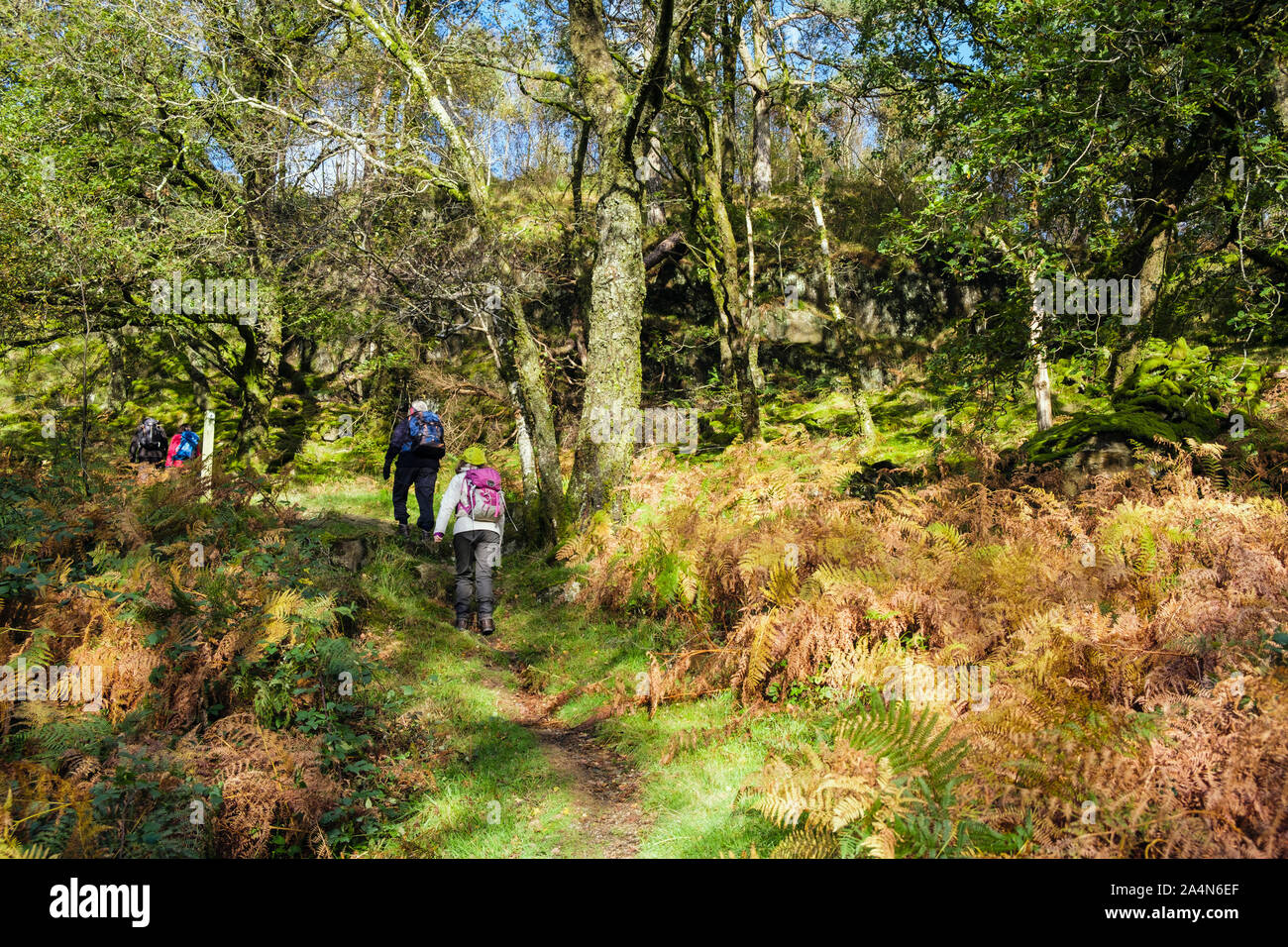 Coed Craflwyn avec woods personnes marchant sur un sentier à travers les arbres forestiers pommelé avec du soleil dans le parc national de Snowdonia en automne. Pays de Galles UK Banque D'Images