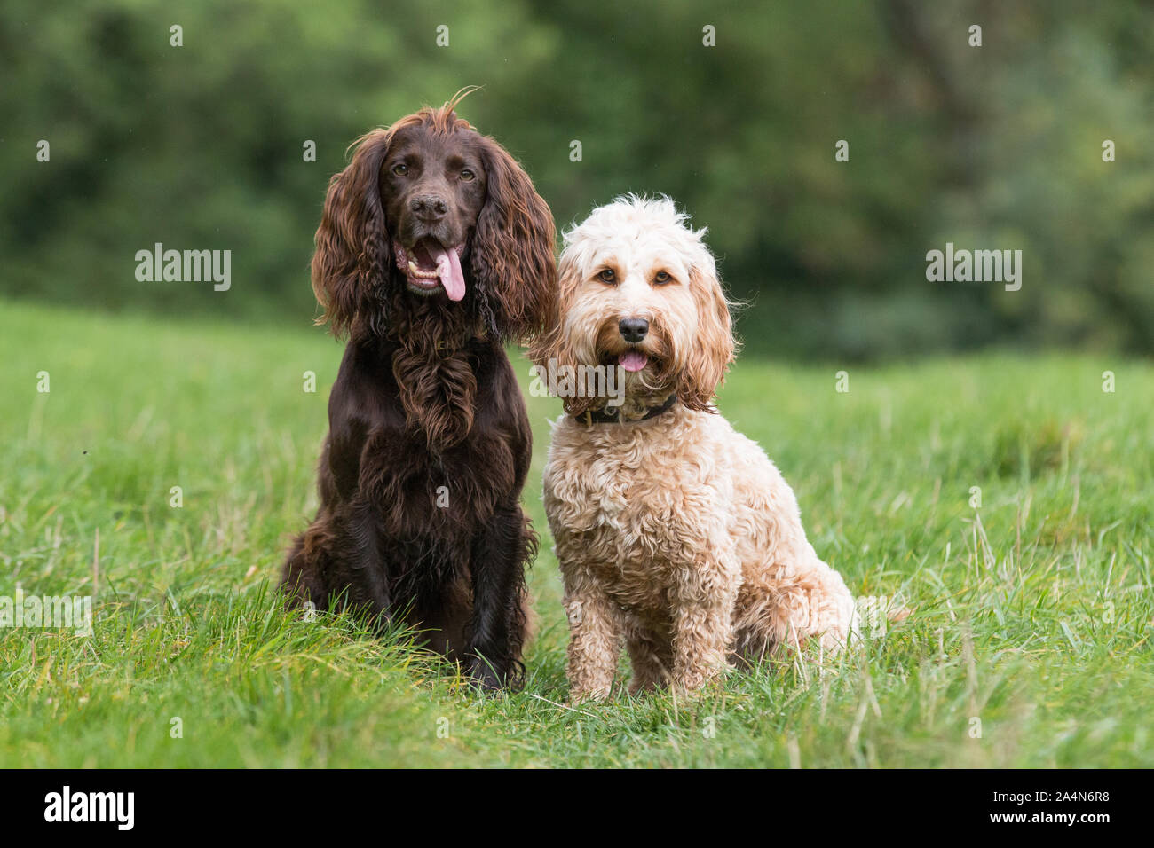 Deux chiens portrait Banque D'Images