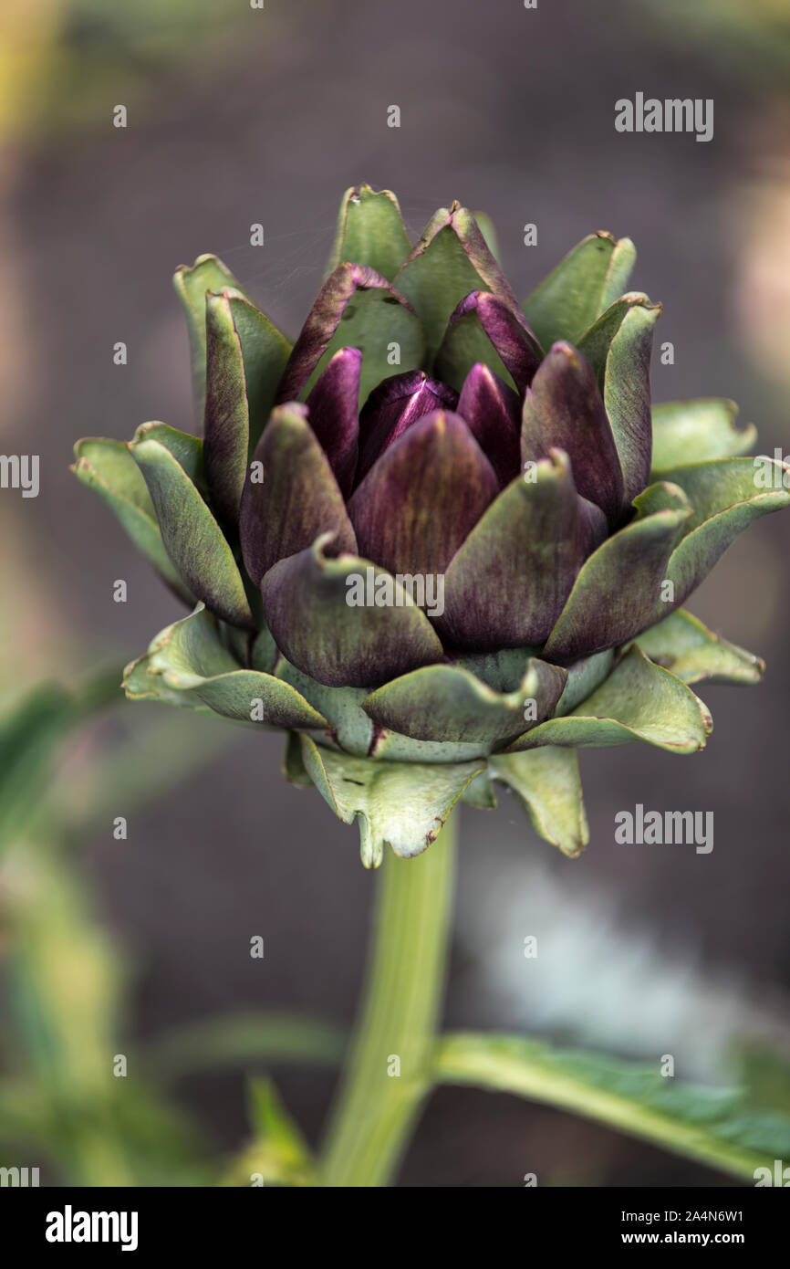 Flower, close-up Banque D'Images
