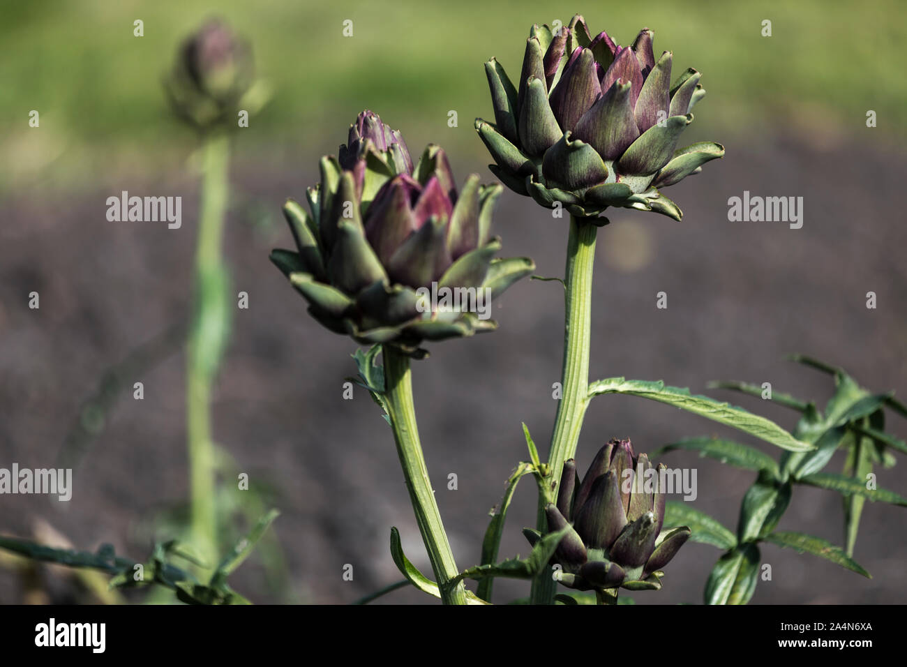 Fleurs, close-up Banque D'Images