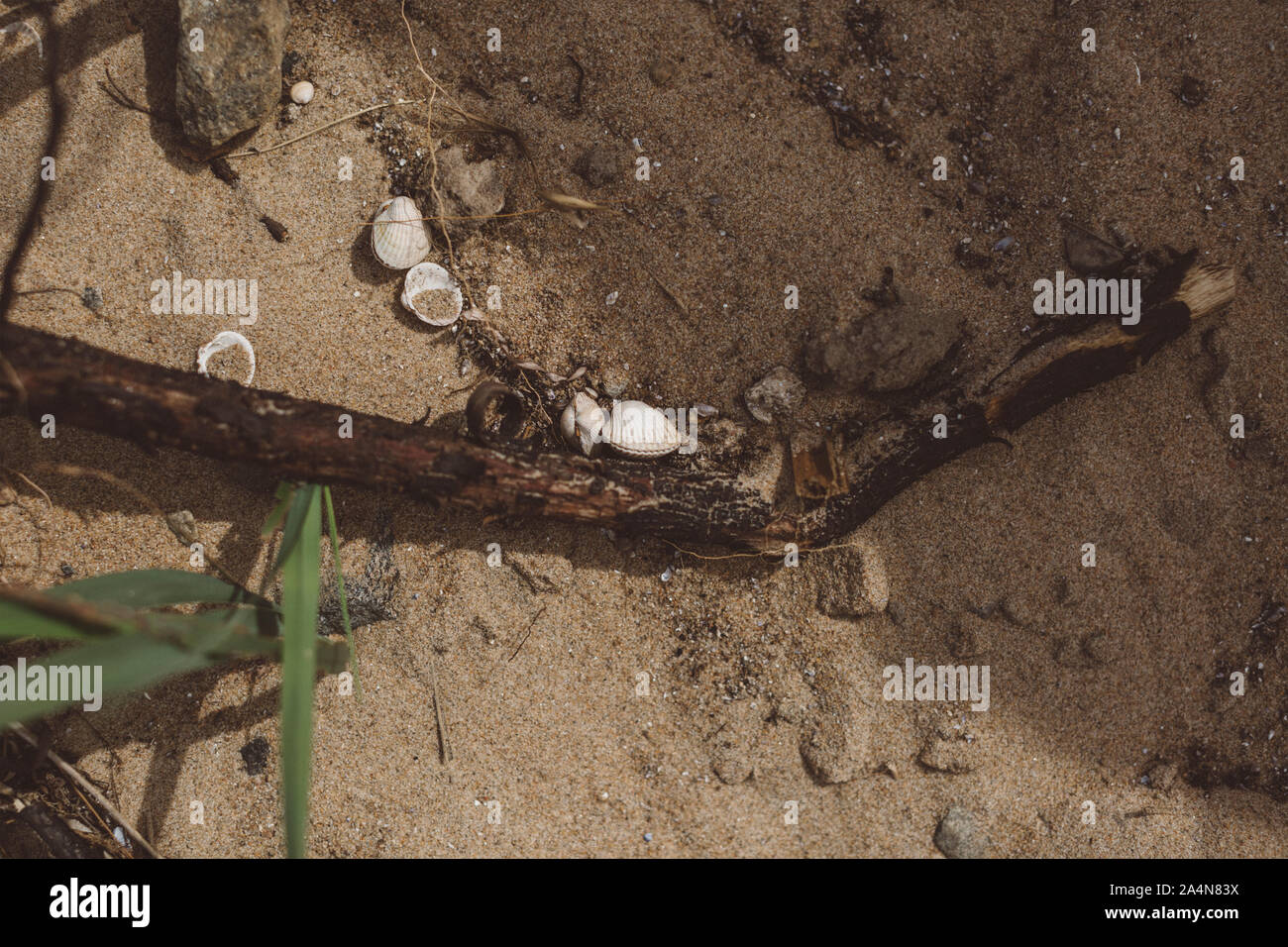 Bois et coquillages sur le sable Banque D'Images