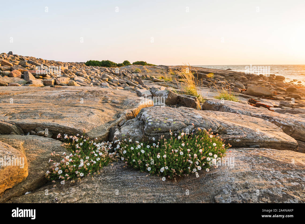 Fleurs sauvages sur la côte rocheuse Banque D'Images