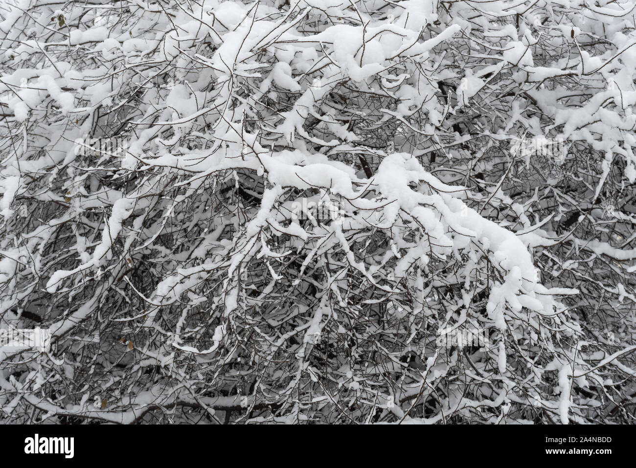 La neige sur les branches d'arbres dans un parc de la ville. Les premières chutes de neige au début de l'hiver. Arrière-plan de saison Banque D'Images