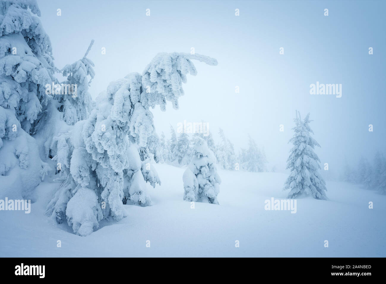 Conte de la forêt d'hiver dans la neige. Paysage de Noël avec des sapins enneigés dans le brouillard Banque D'Images