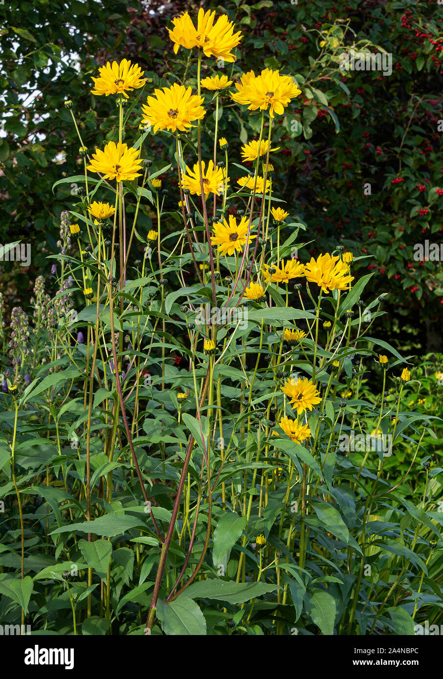 Magnifique Helianthus X multiflorus fleurs dans un jardin à Sawdon North Yorkshire Angleterre Royaume-Uni Banque D'Images