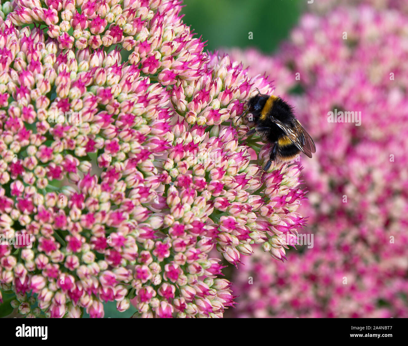 Une boumblebee à queue de buf se nourrissage sur Nectar sur une joie d'automne de tête de fleur de Sedum dans un jardin à Sawdon North Yorkshire Angleterre Royaume-Uni Banque D'Images