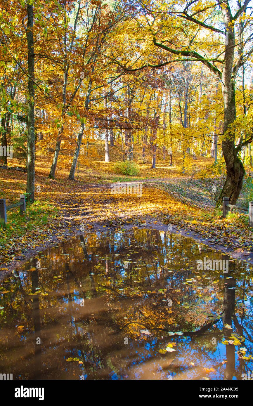 Merveilleux paysage d'automne avec de beaux arbres aux couleurs jaune et orange et réflexions dans une flaque, vertical Banque D'Images