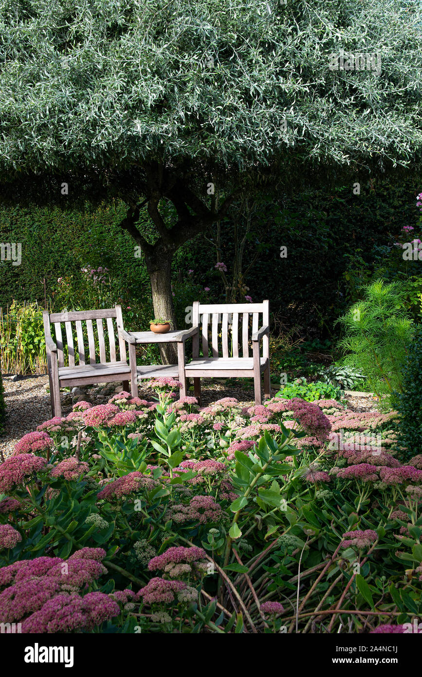 Un beau jardin relaxant avec des fleurs roses Sedum couverture de meubles de jardin et un arbre de saule blanc dans un jardin à Sawdon North Yorkshire Angleterre Royaume-Uni Banque D'Images