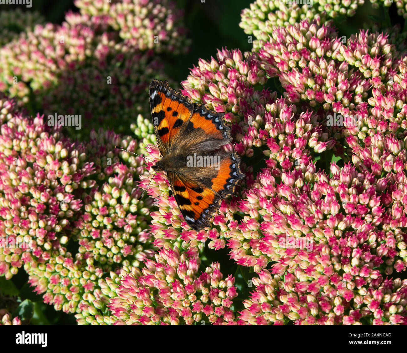 Un petit papillon Tortoiseshell nourrissage sur Nectar sur une tête de fleur de Sedum dans un jardin près de Sawdon North Yorkshire Angleterre Royaume-Uni Banque D'Images