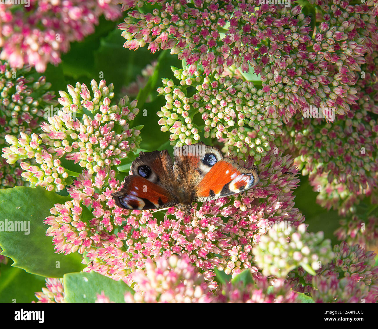 Un magnifique papillon de paon se nourrissante sur Nectar sur une joie d'automne de tête de fleur de Sedum dans un jardin à Sawdon North Yorkshire Angleterre Royaume-Uni Banque D'Images