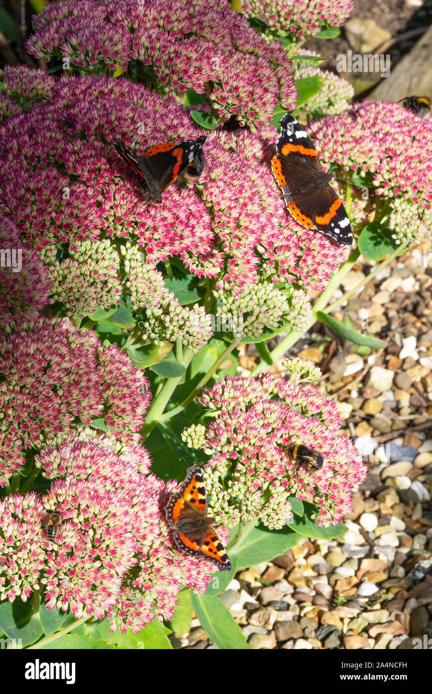 Petits papillons Tortoiseshell et amiral rouge se nourrissage sur Nectar sur une joie d'automne de tête de fleur de Sedum dans un jardin près de Sawdon North Yorkshire England Banque D'Images